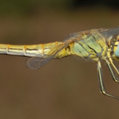 Sympetrum fonscolombii 